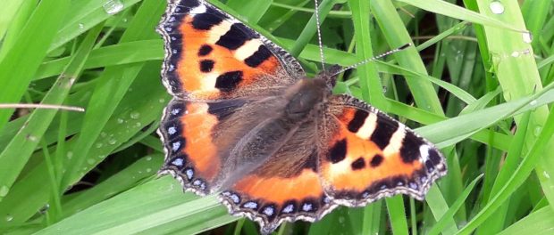 Small-tortoiseshell (Algais urticae)